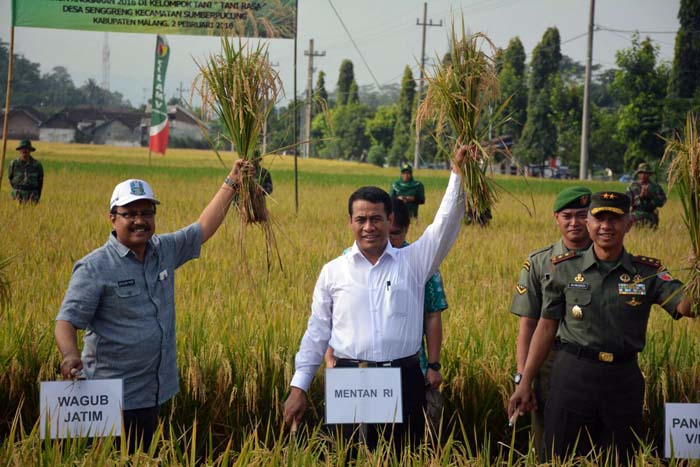 Panen Padi di Malang, Mentan Pastikan Produksi Beras 2016 Memadai